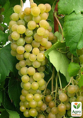 Виноград "Мускат Оттонель №1" (винний сорт, ранній термін дозрівання, має багатющий мускатний смак) - фото 2