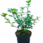 Азалия японская "Блю Дануб" (Azalea japonica "Blue Danube") C2 высота 20-50см купить