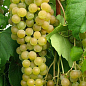 Виноград "Мускат Оттонель №1" (винний сорт, ранній термін дозрівання, має багатющий мускатний смак) купить