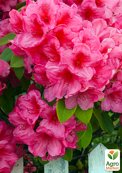 Рододендрон рожевий "Кермезіна Розеа" (Kermesina Rose)2