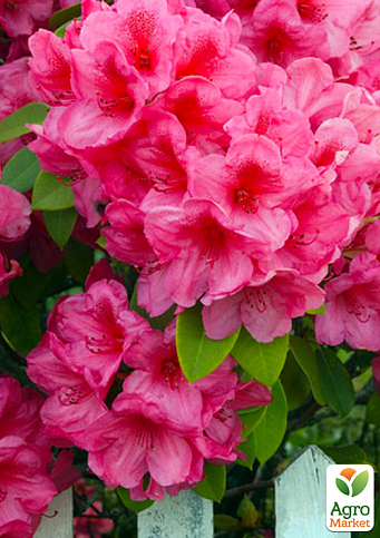 Рододендрон рожевий "Кермезіна Розеа" (Kermesina Rose)