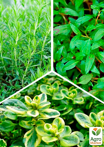 Набір пряних трав "Fish" (тархун+персикарія+чебрець) вазон С2