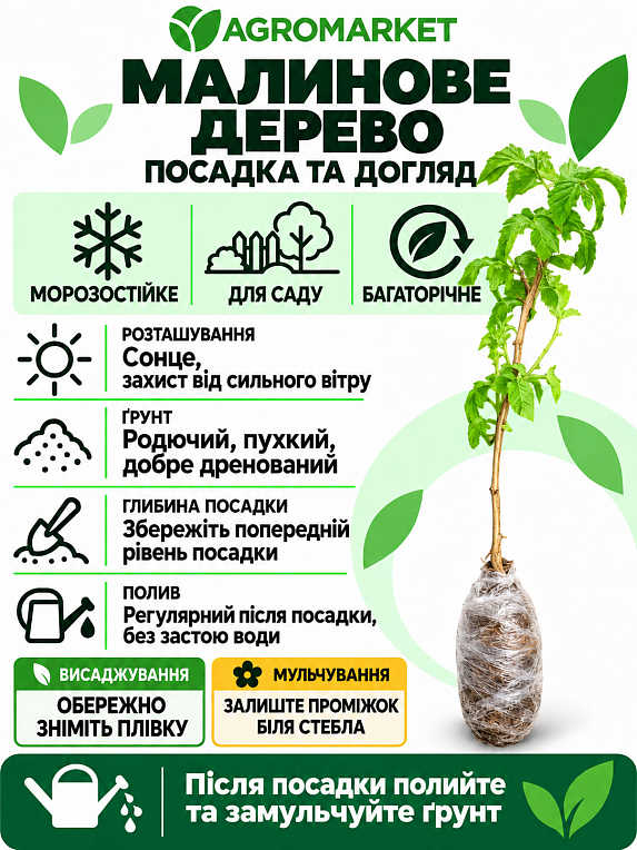 Малинове дерево "Здоровань" 