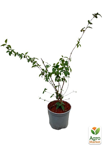 Жасмин гибридный садовый (чубушник) "Bouquet Blanc" 2х летний (вазон С2) - фото 3