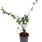 Жасмин гібридний садовий (чубушник) "Bouquet Blanc" 2х річний (вазон С2) цена