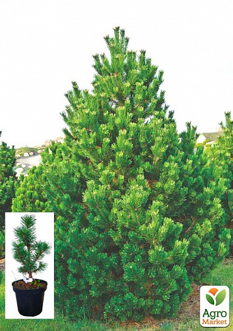 Сосна горная "Колумнарис" (Pinus mugo "Columnaris") C2, высота 30-40см