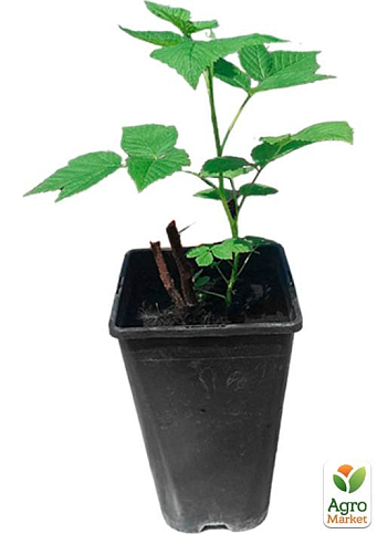 Малина (In vitro) "Przehyba" укорененная в контейнере (ультраранняя, крупноягодная, сладкая) - фото 8