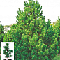 Сосна горная "Колумнарис" (Pinus mugo "Columnaris") C2, высота 30-40см