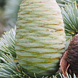 Кедр Атласский (Cedrus Аtlantica) купить