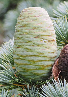 Кедр Атласский (Cedrus Аtlantica)2