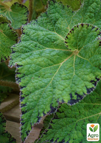 Бегония королевская REX "Lospe-tu" 20-30см - фото 6