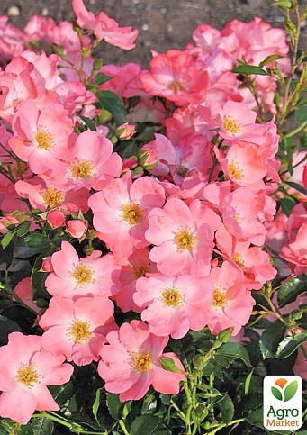 LMTD Троянда 2-х річна "Pink Blanket" (укорінений саджанець у горщику, висота 25-35см)  - фото 3