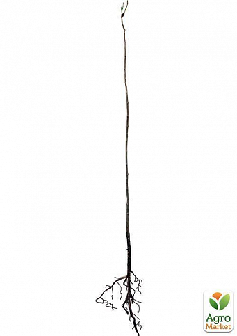 Слива колоновидная "Рубин" (летний сорт, средний срок созревания) - фото 2