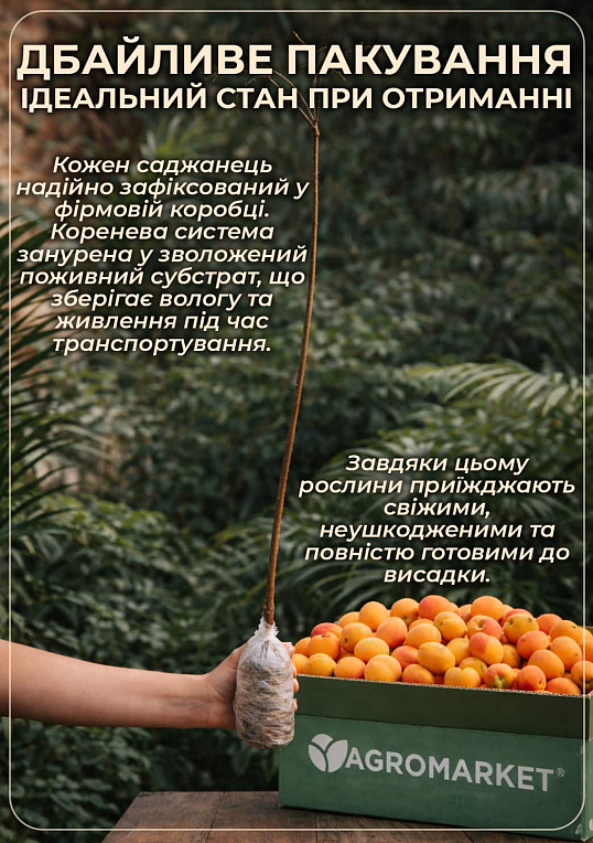 Абрикос "Фарбелі" (літній сорт, пізній термін дозрівання)