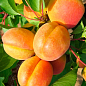 Персик-абрикос "Ромео" укорінений у контейнері (саджанець 2 роки)  купить