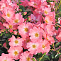 LMTD Троянда 2-х річна "Pink Blanket" (укорінений саджанець у горщику, висота 25-35см)  цена