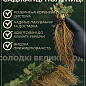 Ексклюзив! AGROBOX з саджанцем найсмачніше ягоди на планеті купить