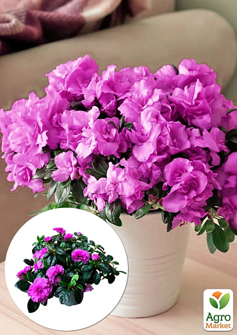 Рододендрон кімнатний "Flamenco"