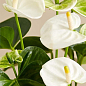 Антуриум (Anthurium) "Oshiro White"
