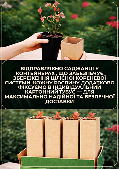 Роза почвопокровная "Ред каскад" в контейнере, высший сорт27