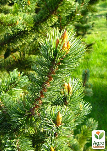 Сосна Остистая (Pinus Aristata) горшок P9