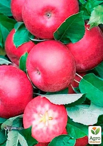 Яблуня колоновидна красномясая "Maypole" (декоративний сорт, високі смакові якості плодів, середній термін дозрівання) - фото 2