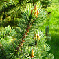 Сосна Остиста (Pinus Aristata) горщик P9
