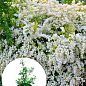 Спірея Вангутта 3-річна (Spiraea vanhouttei) вазон С5