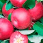Яблуня колоновидна красномясая "Maypole" (декоративний сорт, високі смакові якості плодів, середній термін дозрівання) купить