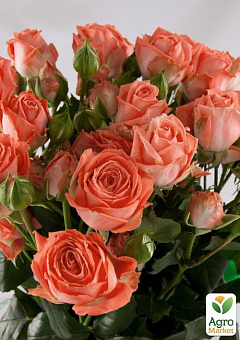 Роза мелкоцветковая (спрей) "Barbados" (саженец класса АА+) высший сорт1