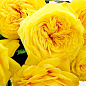 Троянда піоноподібна "Лимон Помпон" (саджанець класу АА+) вищий сорт 