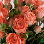 Роза мелкоцветковая (спрей) "Barbados" (саженец класса АА+) высший сорт