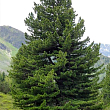 Сосна "Європейський кедр" (Pinus cembra) горщик P9