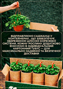 Земляника крупноплодная, безусая "Александрия" в подвесном вазоне4