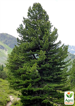 Сосна "Європейський кедр" (Pinus cembra) горщик P96