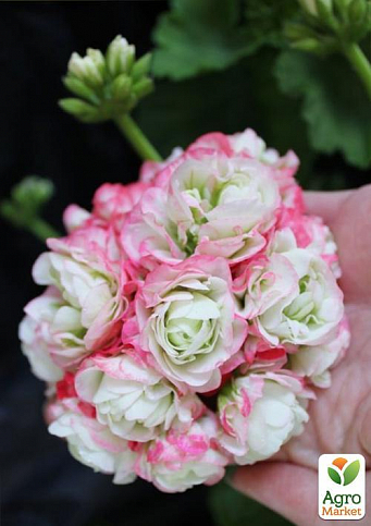 Пеларгонія Розебудна "Deco Apple Blossom" (контейнер № 10, висота 10-20 см) - фото 2