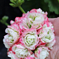 Пеларгонія Розебудна "Deco Apple Blossom" (контейнер № 10, висота 10-20 см) купить