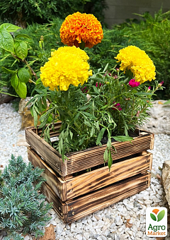 Ящик декоративний дерев'яний для зберігання та квітів "Джусіно" довжина 22см, ширина 20см, висота 13см. (обпалений)2