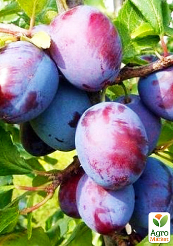 Ексклюзив! Слива бордова з синім відтінком "Заповітна мрія" (Cherished dream) (преміальний, високоврожайний, дуже солодкий сорт) - фото 4