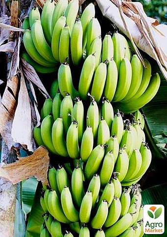 Ексклюзив! Банан карликовий яскраво-жовтого кольору "Сальвадор" (Salvador) (преміальний, високоврожайний, солодкий сорт) - фото 3