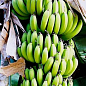 Ексклюзив! Банан карликовий яскраво-жовтого кольору "Сальвадор" (Salvador) (преміальний, високоврожайний, солодкий сорт) цена