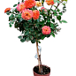 LMTD Роза на штамбе 3-х летняя "Royal Yellow Orange" (укорененный саженец в горшке, высота50-80см) цена