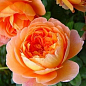 Роза англійська "Pat Austin" (саджанець класу АА +) вищий сорт