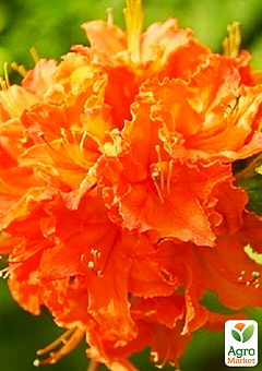 Рододендрон оранжевый листопадный"Mandarin Lights"2