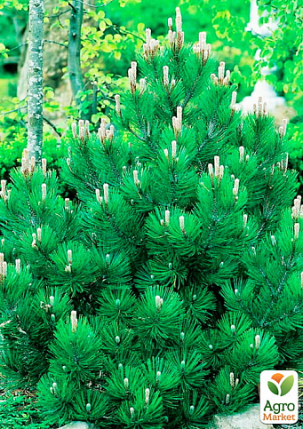 Сосна белокорая "Компакт Джем" (Pinus leucodermis "Compact Gem") С2, высота от 30-40см - фото 3