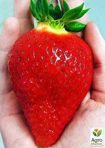 Клубника "Альбион" (Albion) (ремонтантный крупноплодный сорт)