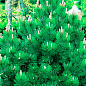 Сосна белокорая "Компакт Джем" (Pinus leucodermis "Compact Gem") С2, высота от 30-40см цена