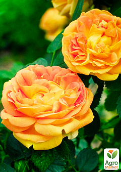 Троянда чайно-гібридна "Солей д`ор" (саджанець класу АА +) вищий сорт2
