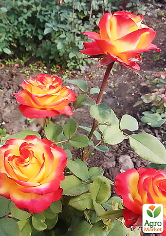 Троянда чайно-гібридна "Хай меджік" у контейнері, вищий сорт - фото 7