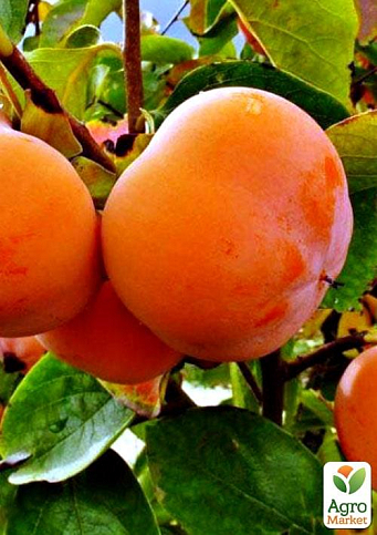 Хурма на віргінській морозостійкій підщепі "Персімон" вищий сорт!